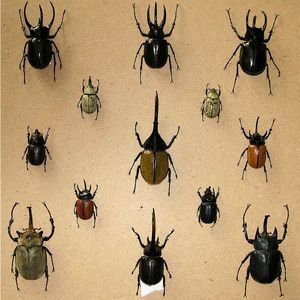 Milo Torres, Entomologist